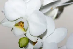 Antibabypille f&uuml;r Orchideen-Bl&uuml;tenpracht