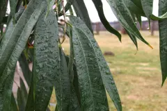 Wellness f&uuml;r die Zimmerpflanzen: Pflanzen in den Regen stellen