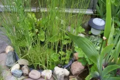 Mini Moorbeet im Garten