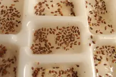 Kresse s&auml;en - in einer Eisw&uuml;rfelschale