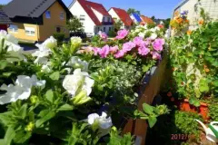Ausknipsen verwelkter Bl&uuml;ten - sch&ouml;ne &uuml;ppige Bl&uuml;tenpracht