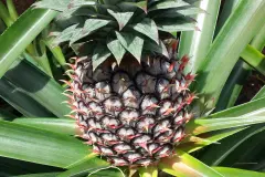 Der Ananas-Test: Ist die Ananas reif?