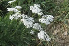 Insektenstiche - Linderungsmittel aus der Natur: Schafgarbe