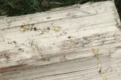Baumharz aus Kleidung rausb&uuml;geln