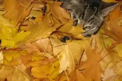 Wohlf&uuml;hltipp f&uuml;r die Katze mit Herbstlaub