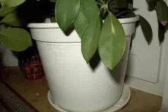 G&uuml;nstige &Uuml;bert&ouml;pfe / Pflanzt&ouml;pfe f&uuml;r sehr gro&szlig;e Pflanzen