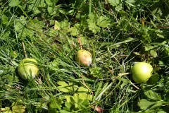 Fall&auml;pfel im Garten f&uuml;r Insekten und andere Tiere
