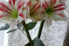 Wundersch&ouml;ne Amaryllis in der Vase