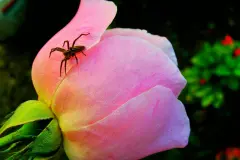 Spinnen mit Glas und Bierdeckel beseitigen