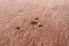 Flecken auf Teppichen entfernen