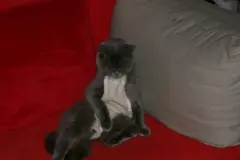 Katze nach der Kastration