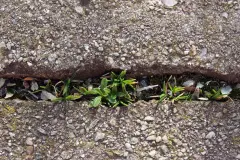 Asche gegen Unkraut