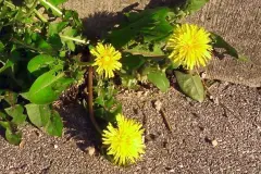 L&ouml;wenzahnflecken entfernen