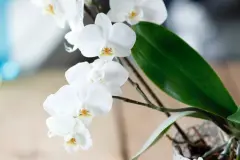 Orchideen retten - Wachstumsschub f&uuml;r Orchideen