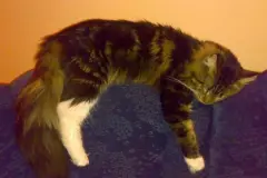 Katze wird nicht satt?