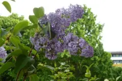 Anzuchthilfe f&uuml;r S&auml;mlinge