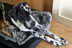 Wie wasche ich meine Hundedecke?