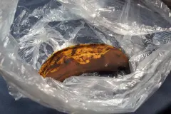 Fruchtfliegen in der Wohnung?