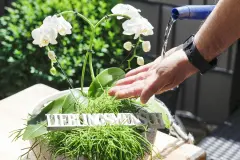 Zimmerpflanzen gie&szlig;en ohne dass Wasser daneben geht