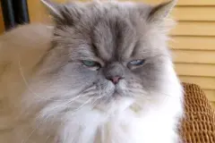 Verstopfung bei Katzen