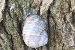 Kupferdraht gegen Schnecken