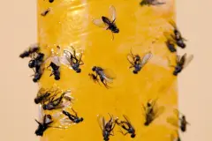Durch Fliegenf&auml;nger klebrig gewordene H&auml;nde reinigen