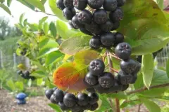 Marmelade aus Aroniabeeren
