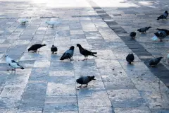 Gegen Stadttauben