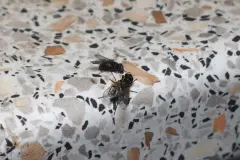 Fliegenfalle f&uuml;r Fruchtfliegen, Wespen und Fliegen