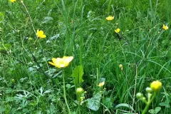 L&auml;stige Butterblumen im Rasen oder in Beeten