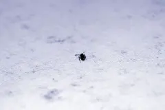 Ameisen aus der Wohnung vertreiben: Mit K&ouml;derdosen