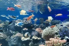 Schnecken aus Aquarium sammeln