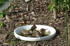 Waschbecken als Vogelbad und Vogeltr&auml;nke