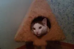 Katze pinkelt &uuml;berall hin?