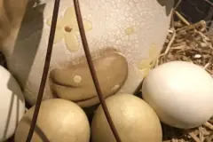Eier verstecken - sie m&uuml;ssen nicht essbar sein