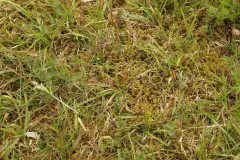Moos entfernen - Was tun gegen Moos im Rasen?