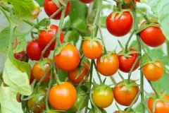 Tomaten z&uuml;chten und anbauen