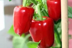 Paprika z&uuml;chten und anbauen