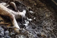 Zigarettenasche gegen jegliche Ungeziefer