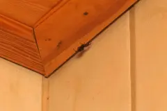 Spinnen entfernen - mit Unterdruck