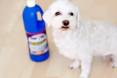 Hundeurin und Uringestank aus Laminat entfernen