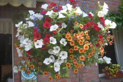 Wasser beim Gie&szlig;en von Blumenampeln besser dosieren