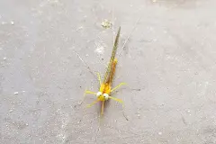 Insektenspray / Raumspray selber machen