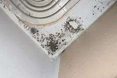 Schimmel entfernen mit Alkohol und Ascorbins&auml;ure