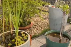 K&uuml;belteich auf der Terrasse