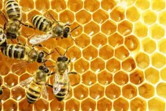 Wissenswertes &uuml;ber Honig, Bienen und Imker