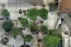 Kleiner Kr&auml;utergarten - Kr&auml;uter im Winter