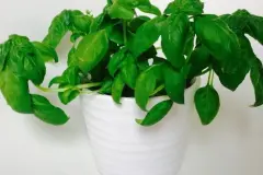 Kr&auml;uter im Topf am Leben erhalten - Kr&auml;uter umtopfen