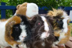 Meerschweinchen aneinander gew&ouml;hnen