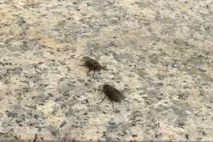 So fliegen Fliegen nicht ins Haus